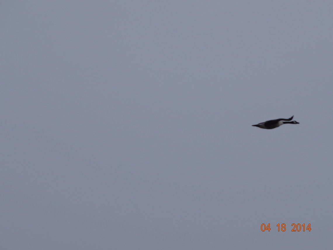 Canadian Goose This is a photo of a Canadian Goose flying overhead. Branta canadensis,Canada goose,canadian goose,flying,wellington maine