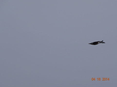 Canadian Goose This is a photo of a Canadian Goose flying overhead. Branta canadensis,Canada goose,canadian goose,flying,wellington maine