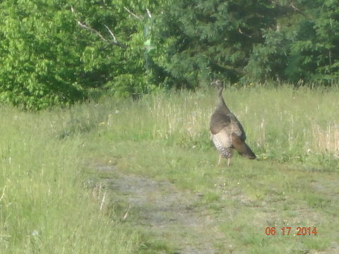 Wild Tukey Photo of a turkey after a fox attempted to kill it. Meleagris gallopavo,Wild turkey,wellington maine,wild turkey