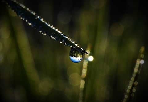 Dew Drops I spotted this piece of grass with dew on it on an early summer morning. Raindrops,dew,grass,summer