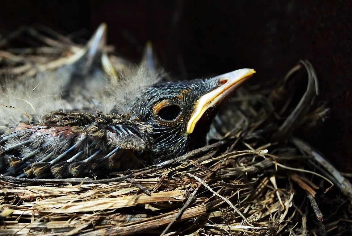 Baby Robins I got to get pretty close to these baby robins to get their picture taken. American Robin,Turdus migratorius,baby birds,close-up,nest,robins