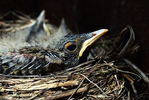 Baby Robins I got to get pretty close to these baby robins to get their picture taken. American Robin,Turdus migratorius,baby birds,close-up,nest,robins