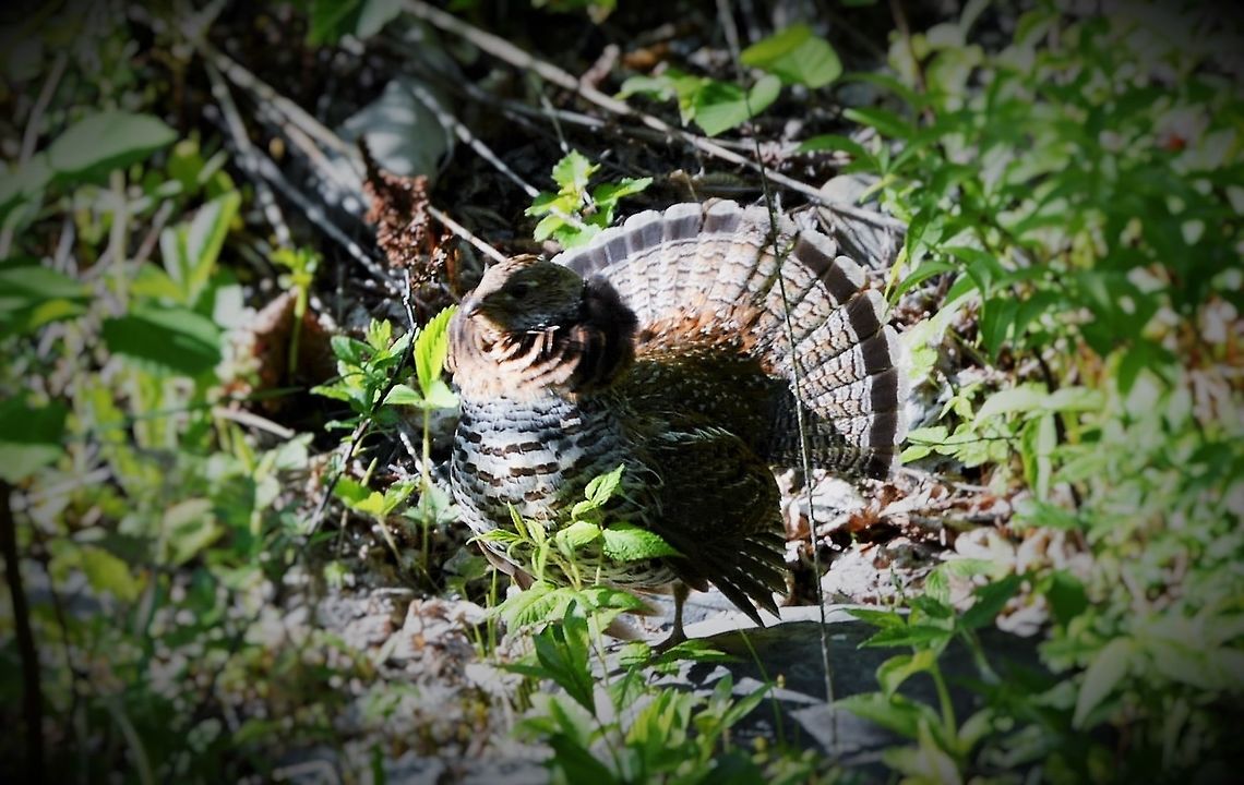 Ruffed Grouse This grouse must have had babies somewhere because it was trying to distract us and was making a noise what sounded like a cat when it was hurt. Bonasa umbellus,Ruffed grouse