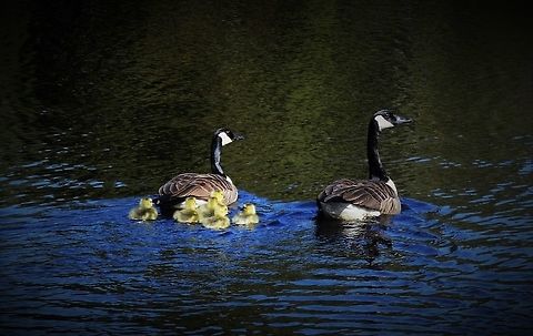 Canadian Geese These geese just hatched goslings. Branta canadensis,Canada Goose,Canada goose,Canadian Geese,Geotagged,Spring,United States,geese,goslings