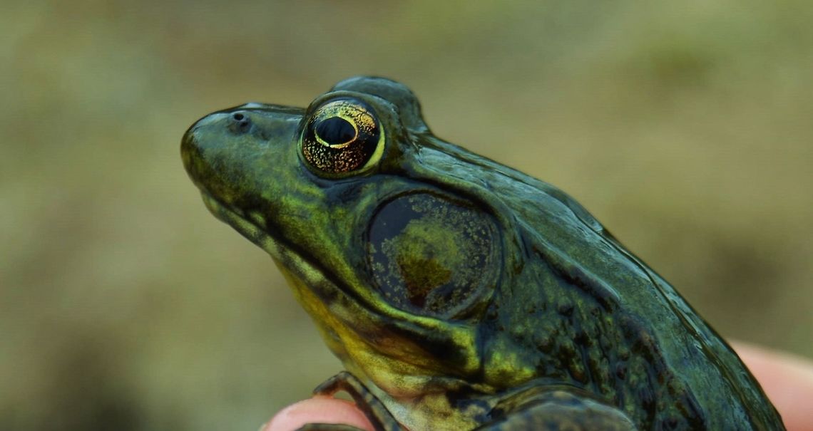 Frog I&#039;m not sure what kind of frog this is but if anyone knows, please identify the species. American Bullfrog,Rana catesbeiana,frog