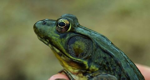 Frog I'm not sure what kind of frog this is but if anyone knows, please identify the species. American Bullfrog,Rana catesbeiana,frog