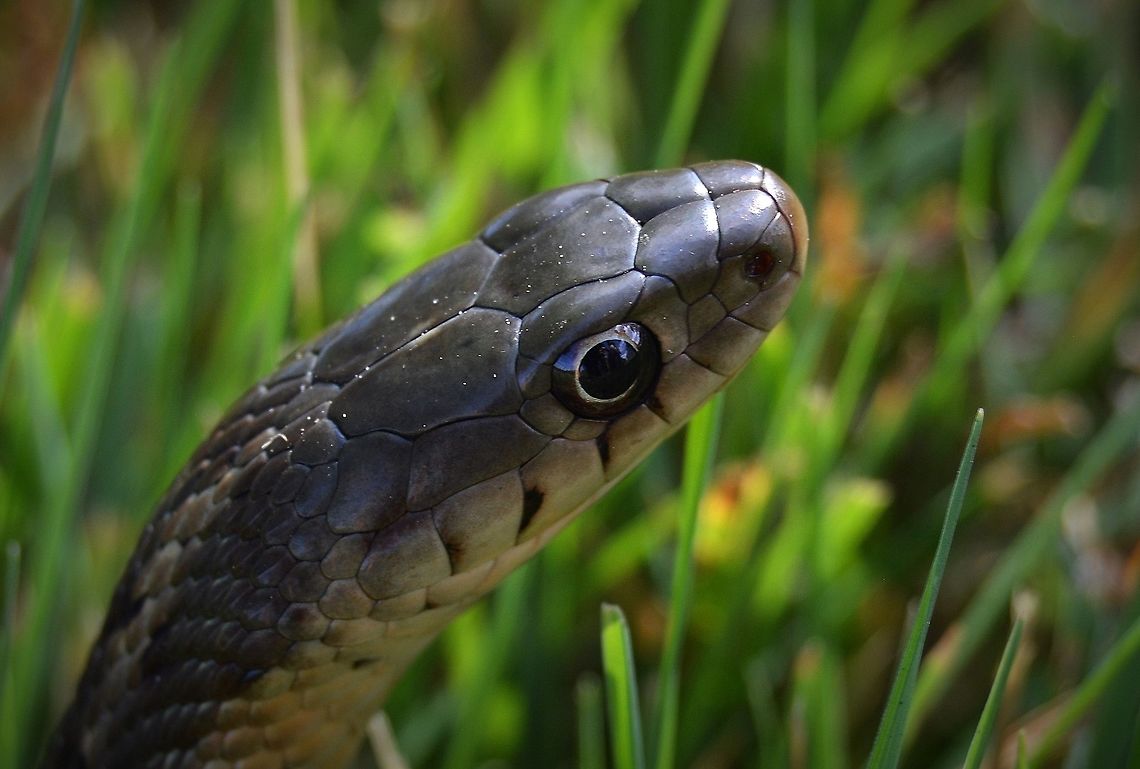Snake Not sure what kind of snake this is. Please identify it if you know it.                                                      Geotagged,Maritime Gartersnake,Summer,Thamnophis sirtalis pallidulus,United States,snake,texture