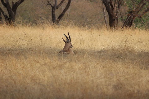 Indian Gazelle or Chinkara as it is popularly knowned... Found this young Indian Gazelle lazing around in the early morning at the Ranthambore National Park in India. Chinkara,Fall,Gazella bennettii,Geotagged,India,Indian Gazelle,Ranthambore National Park