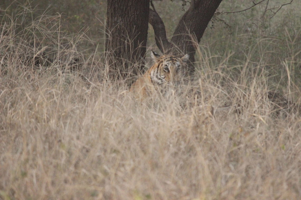 A Tiger waiting to pounce on  a prey... This tiger was hiding in the tall bushes waiting to charge on to a wild boar.... Fall,Geotagged,India,Panthera tigris,Ranthambore National Park,Tiger