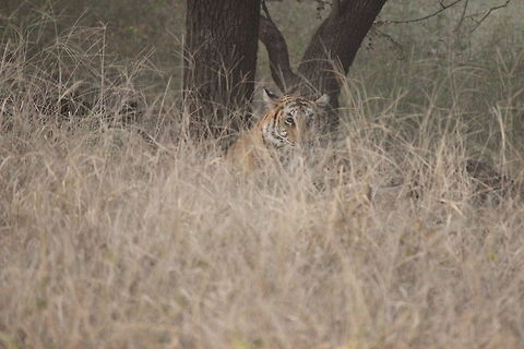 A Tiger waiting to pounce on  a prey... This tiger was hiding in the tall bushes waiting to charge on to a wild boar.... Fall,Geotagged,India,Panthera tigris,Ranthambore National Park,Tiger