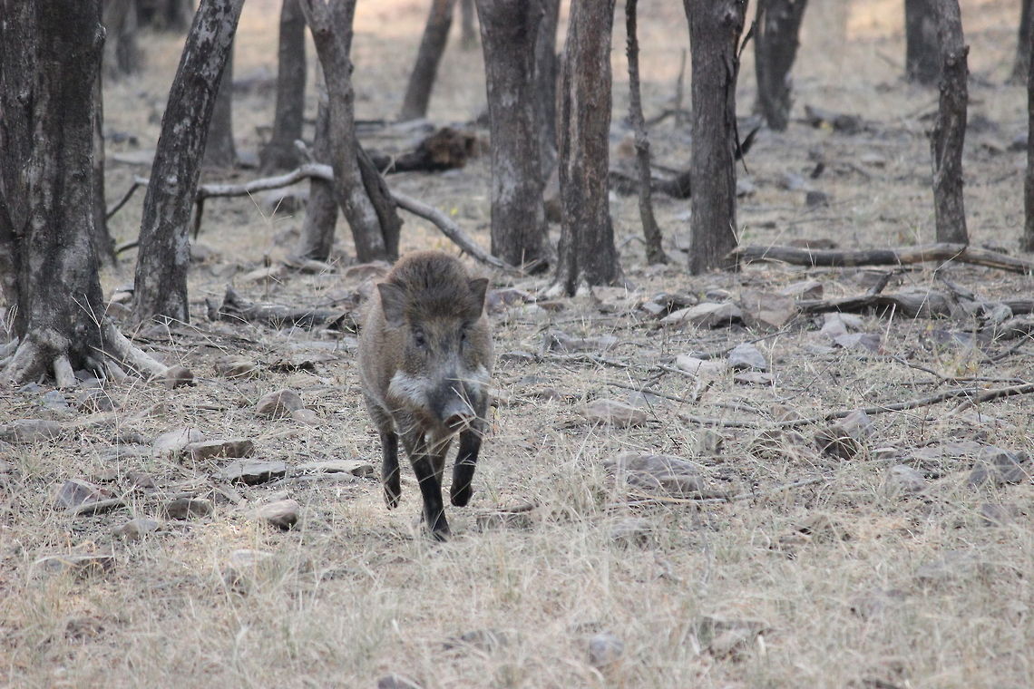 Indian Boar.. Took this photo when this boar just managed to save its life after a chase by a Tiger... Fall,Geotagged,India,Indian Boar,Indian boar,Rajasthan,Ranthambore National Park,Razorback,Sus scrofa,Sus scrofa cristatus