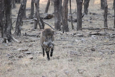 Indian Boar.. Took this photo when this boar just managed to save its life after a chase by a Tiger... Fall,Geotagged,India,Indian Boar,Indian boar,Rajasthan,Ranthambore National Park,Razorback,Sus scrofa,Sus scrofa cristatus
