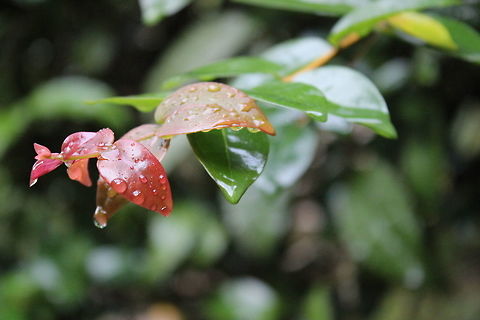 Morning Dews... Took this one during one of the early morning nature walks in the forests of Wayanad... Geotagged,India,Spring,Vythri,Wayanad
