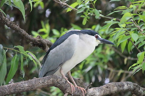 Night Heron... On the banks of the river at Ranganathittu in Mysuru, India... Black-crowned night heron,Geotagged,Heron,India,Night Heron,Nycticorax nycticorax,Ranganathittu,Winter