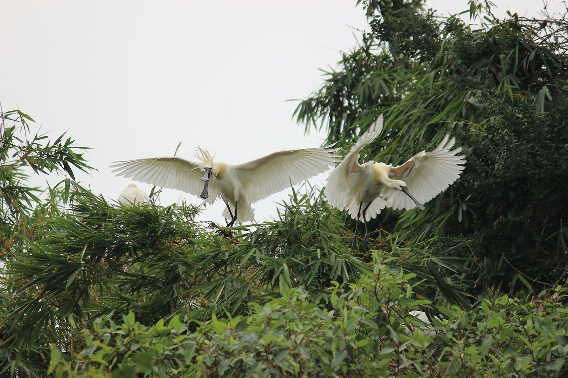 Eurasian Spoonbills... At Ranganathittu Bird Sanctuary, Mysuru, India... Eurasian Spoonbill,Eurasian Spoonbills,Geotagged,India,Mysuru,Platalea leucorodia,Ranganathittu,Spoonbills,Winter