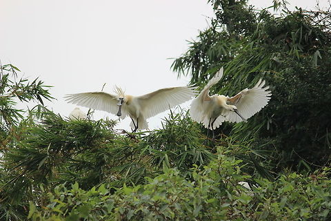 Eurasian Spoonbills... At Ranganathittu Bird Sanctuary, Mysuru, India... Eurasian Spoonbill,Eurasian Spoonbills,Geotagged,India,Mysuru,Platalea leucorodia,Ranganathittu,Spoonbills,Winter