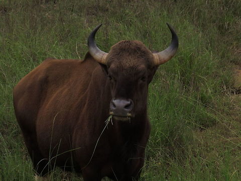 Gaur  Bos gaurus,Gaur
