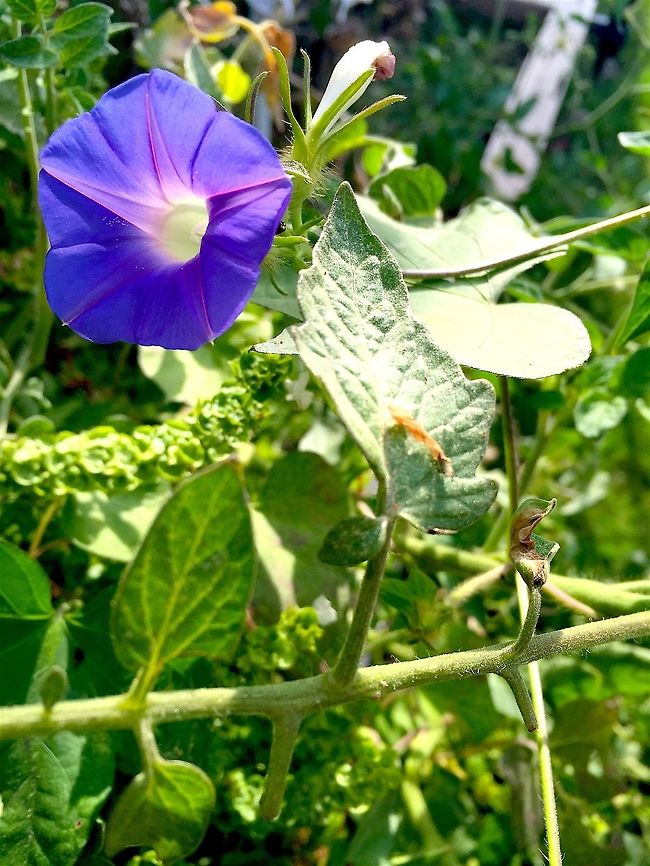 Purple flower in a green garden I took this in a garden in my back yard<br />
Taken on a IPhone 6 Geotagged,United States