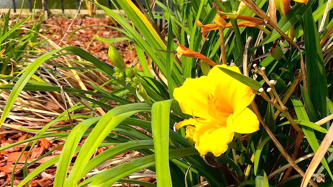 Sunny Flower Taken at home<br />
Taken on a IPhone 6 Geotagged,United States