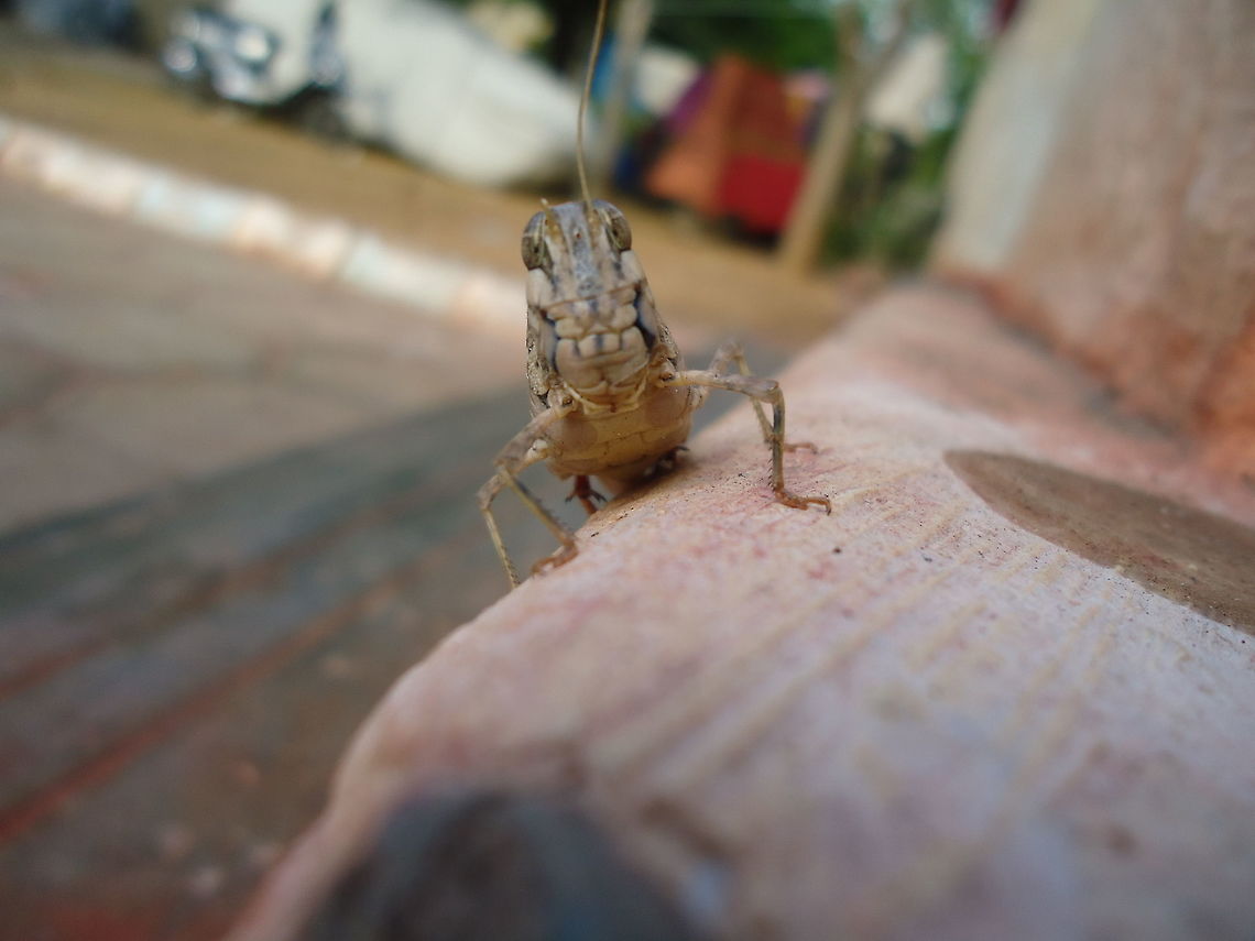 grass hopper The grasshopper daring pose#