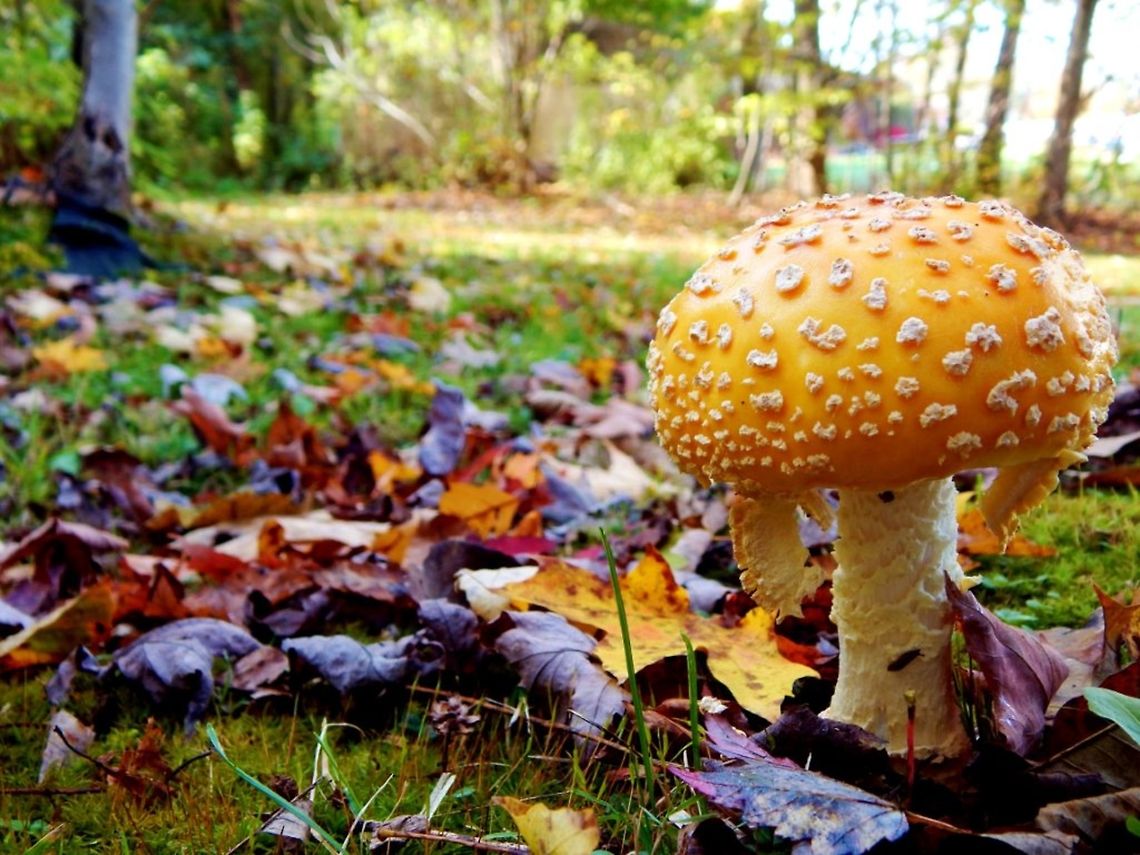 American Eastern Yellow Fly Agaric On a trip to New York we stopped at a state park in Cooksburg Pennsylvania and noticed these big yellow mushrooms the size of our fists. The scientific name for this mushroom is Amanita Muscaria Var. Guessowii. They are part of the Amanitaceae. Genus family. These mushrooms are also related to those mushrooms often seen in stories or video games with red and white polka dots. These mushrooms are yellow with flaky white spots and a strong, thick stalk. American Eastern Fly Agaric is a poisonous, inedible mushroom.  They have gills and grow from the ground and not from trees, they are most commonly found near Pine/Cedar trees. Amanita muscaria var. guessowii,Anamita Muscaria,Fungus,Mushroom,Pennsylvania,Yellow Fly Agaric