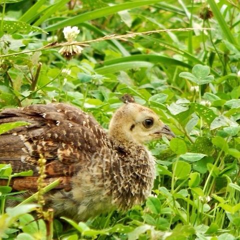 Baby Peacock As we were leaving an exotic petting zoo in Gatlinburg we noticed fluffy animals waddling around in the weeds. We zoomed in with our camera to get a closer look only to find out they were baby peacocks. Peacocks are often seen in zoos and rarely farms but they are native to India, Sri Lanka, Myanmar (Burma), and The Congo. The scientific name for a peacock is Pavo cristatus. Baby Peacock,Indian peafowl,Pavo cristatus,Peacock,Tennessee