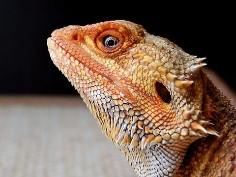 Bearded Dragon I was doing a photoshoot with a lizard in captivity. He is a Bearded Dragon lizard part of the Genus Pogona family. They are kept as pets in the USA but they are Native to Australia. The color of a bearded dragon changes from gray (when bored) to orange (when excited) bearded dragons are reptiles. The specific species of this bearded dragon is called the inland bearded dragon. This picture was taken in Columbia Missouri. Bearded Dragon,Central bearded dragon,Pogona vitticeps,lizard,reptile
