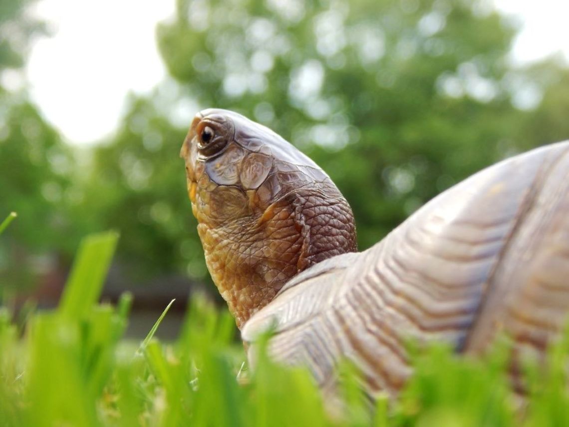 Box Turtle This is a turtle I found in my yard, this one is unique becuase it has three legs... You can't tell in the picture but trust me there are only three legs. We found this turtle in our yard in Columbia Missouri they are very common in the United States of America.  Common box turtle,Missouri,Terrapene carolina,Turtle,USA,backyard,box turtle,reptile