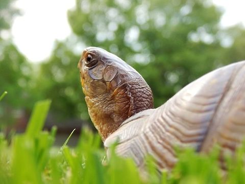 Box Turtle This is a turtle I found in my yard, this one is unique becuase it has three legs... You can't tell in the picture but trust me there are only three legs. We found this turtle in our yard in Columbia Missouri they are very common in the United States of America.  Common box turtle,Missouri,Terrapene carolina,Turtle,USA,backyard,box turtle,reptile