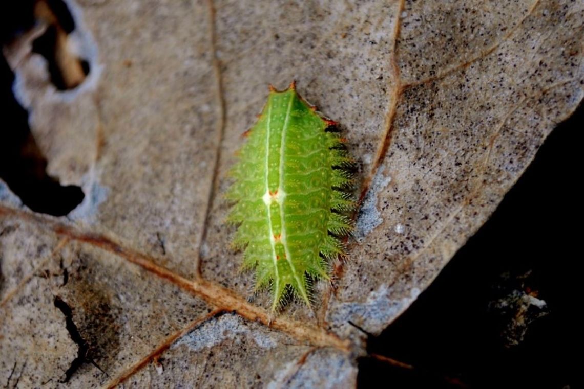Crowned Slug Moth Caterpillar This Caterpillar thurns into a brown fuzzy moth. It is not commonly sighted but it is also not rare. This picture was taken in Columbia Missouri. It is about the size of a penny. Isa textula,Uncommon,bug,caterpillar,crowned slug moth,skiff moth,slug moth,slug moth caterpillar,tiny