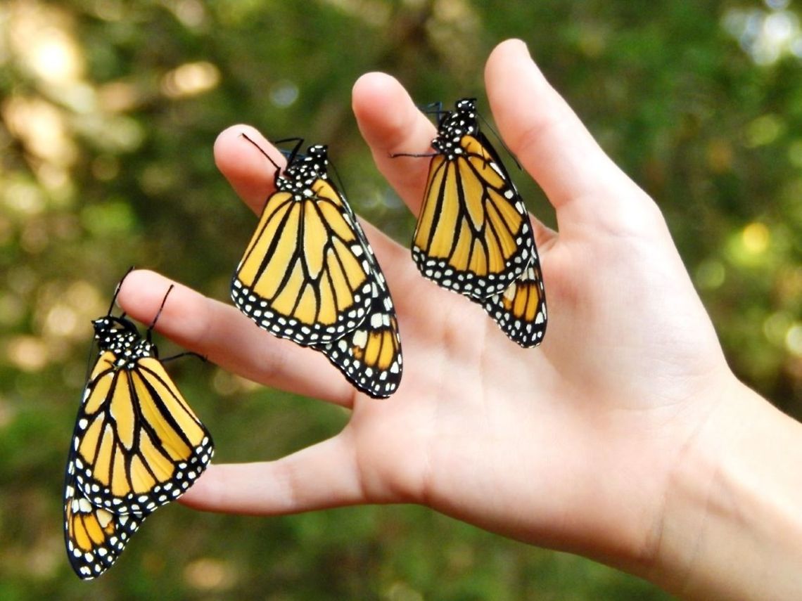 Monarch Butterflies These are monarch butterflies. First they spend 2-3 days in their pencil tip sized egg before hatching into a caterpillar. They are always born on milkweed but they can eat anything, they are also lashed on different plants to help ensure there safety. Just as the saying "don't put all your eggs in one basket." Then they eat for about 3 weeks before creating silk and hanging themselves upside down from a twig or leaf in the shape of a J. They hang for 24 hours and then shed their skin and scrunch up into a chrysalis. They spend about 2 weeks in a chrysalis before the chrysalis becomes clear allowing you to see the butterfly inside and then the butterfly cracks out of its chrysalis. The butterfly now must sit for about 20 minutes allowing their wings to dry before they fly away. They start in the USA and hen migrate to Mexico and sometimes very southern tips of California and Florida. This picture was taken in Columbia Missouri. The scientific name for a monarch butterfly is Danaus Plexippus.  Danaus plexippus,Monarch Butterfly,Monarch butterfly,butterfly,monarch