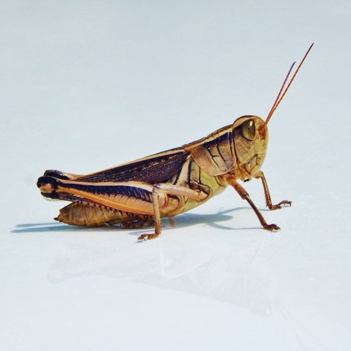 Grasshopper A grasshopper is an insect and a herbivore. They are often found hopping around in tall grass or over grown weeds. There scientific name/species is called Suborder Caelifera. This picture was taken in Columbia Missouri. Grasshoppers are capable of flying about 2 feet high and 5 feet far. But there main way of moving is by hopping. Grasshopper,bug,insect,reflection