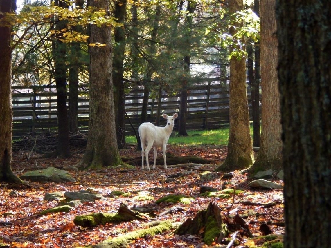 White Tailed Deer This deer looks albino but it's nose and skin around its eyes are black, this means the dear has a disease called leucism. This picture was taken in Cooksburg, Pennsylvania of the United States of America. The scientific name for white tailed deer is Odocoileus Virginianus. Deer,Odocoileus virginianus,White-tailed Deer,herbivore,leucism,mammal,white tailed deer
