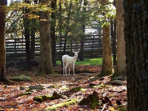 White Tailed Deer This deer looks albino but it's nose and skin around its eyes are black, this means the dear has a disease called leucism. This picture was taken in Cooksburg, Pennsylvania of the United States of America. The scientific name for white tailed deer is Odocoileus Virginianus. Deer,Odocoileus virginianus,White-tailed Deer,herbivore,leucism,mammal,white tailed deer