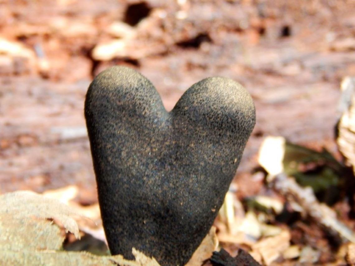Dead Man's Fingers This mushroom called dead man&#039;s fingers was found in Cornwall, New York. The scientific name for this fungus is Xylaria Polymorpha. Not all dead man&#039;s fingers are in the shape of a heart, that shape is what makes this specific photographed mushroom unique. Mushroom,Xylaria polymorpha,dead mans fingers,fungi,fungus,heart shape