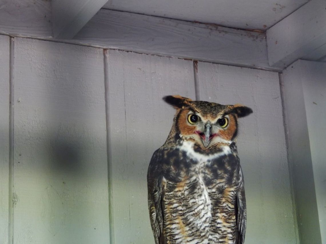 Great Horned Owl This owl was photographed in St.Louis, Missouri. The scientific name for a Great Horned Owl is Bubo Virginianus Bubo virginianus,Great Horned Owl,Great horned owl,bird,owl