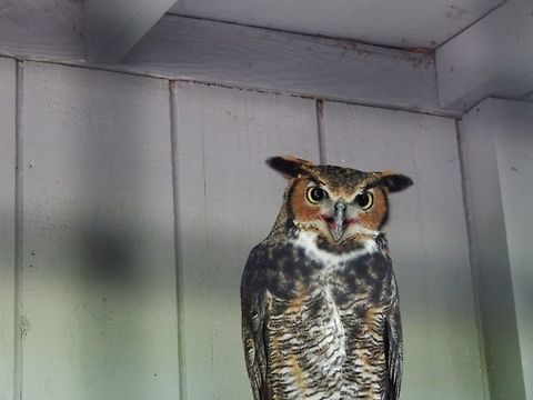 Great Horned Owl This owl was photographed in St.Louis, Missouri. The scientific name for a Great Horned Owl is Bubo Virginianus Bubo virginianus,Great Horned Owl,Great horned owl,bird,owl