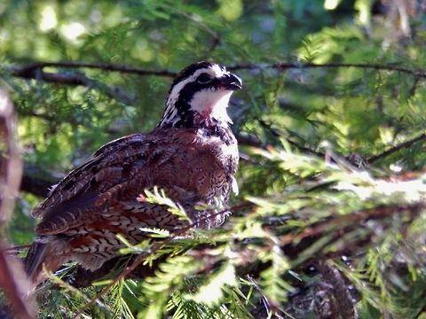 Bobwhite This bobwhite was photographed in St.Louis, Missouri. The name from a bobwhite comes from their sound, it sounds as if they are saying bob-white. The scientific name for a bobwhite is Colinus Virginianus. Bobwhite,Colinus virginianus,Northern bobwhite,bird