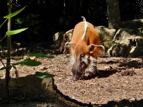 Red River Hog This red river hog was photographed in St.Louis, Missouri but they are native to central Africa. The scientific name for a red river hog is Potamochoerus Porcus. Potamochoerus porcus,Red river hog,hog,pig