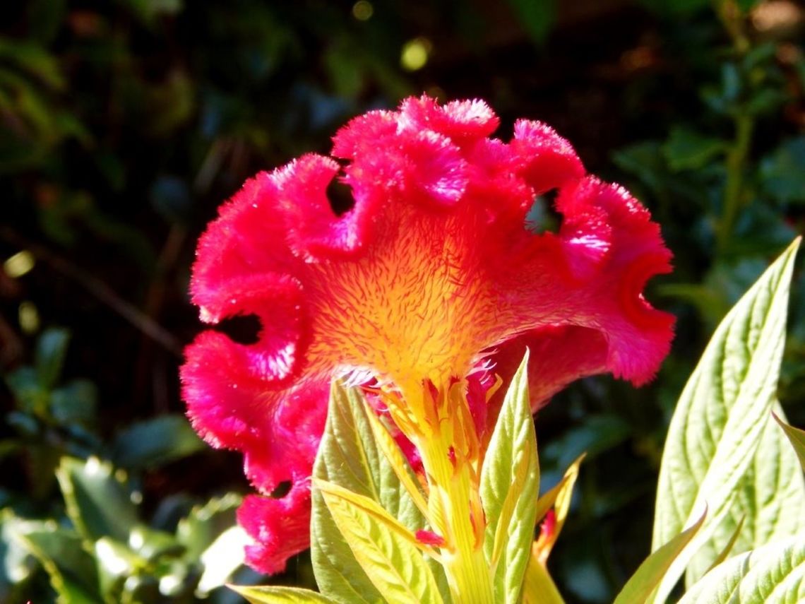 Crested Celosia Flower The scientific name for this fuzzy flower is Celosia argentea var. cristata. This beautiful flower was photographed in Jefferson City, Missouri. Celosia,Celosia argentea var. cristata,crested celosia flower,flower,plant