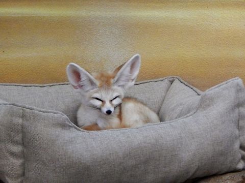 Fennec Fox This little Fennec fox was photographed at the St.Louis zoo in St.Louis, Missouri. He is in a bed and selerated from the other because he was sick. Although he was photographed in St.Louis, Missouri they are native to the Sahara and elsewhere in North Africa. The scientific name for a Fennec Fox is Vulpes zerda. Fennec fox,Fox,Vulpes zerda,fennec fox,zoo