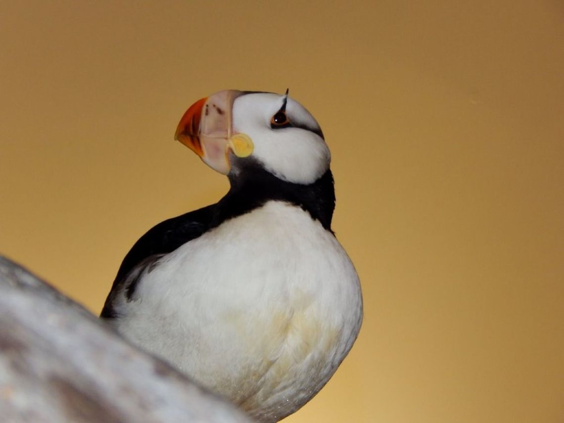 Atlantic Puffin This specific Atlantic puffin was photographed at the St.Louis zoo in St.Louis, Missouri. Puffins are birds capable of flight but similar to a penguin by their looks and enviormental habitat. The scientific or Latin name for a puffin is Fratercula arctica. Arctic puffin,Atlantic Puffin,Fratercula arctica,bird,puffin