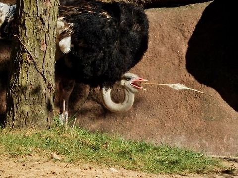 Ostrich This was an action shot of an ostrich at a zoo picking up a feather and tossing it in the air. This photograph was captured in St.Louis, Missouri. The scientific name for an ostrich is Struthio camelus. Ostrich,Struthio camelus,action shot,bird,feather,flightless