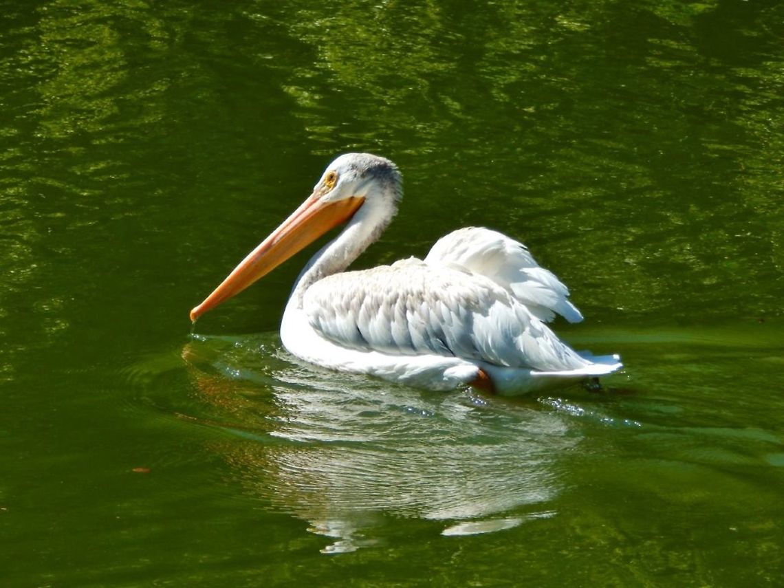 American White Pelican The pelican is the state bird of Louisiana and the logo for dill pickles. The scientific name for the American white pelican is pelecanus erythrorhynchos. There are five different species/types of Pelicans. American White Pelican,Pelecanus erythrorhynchos,Pelican,bird