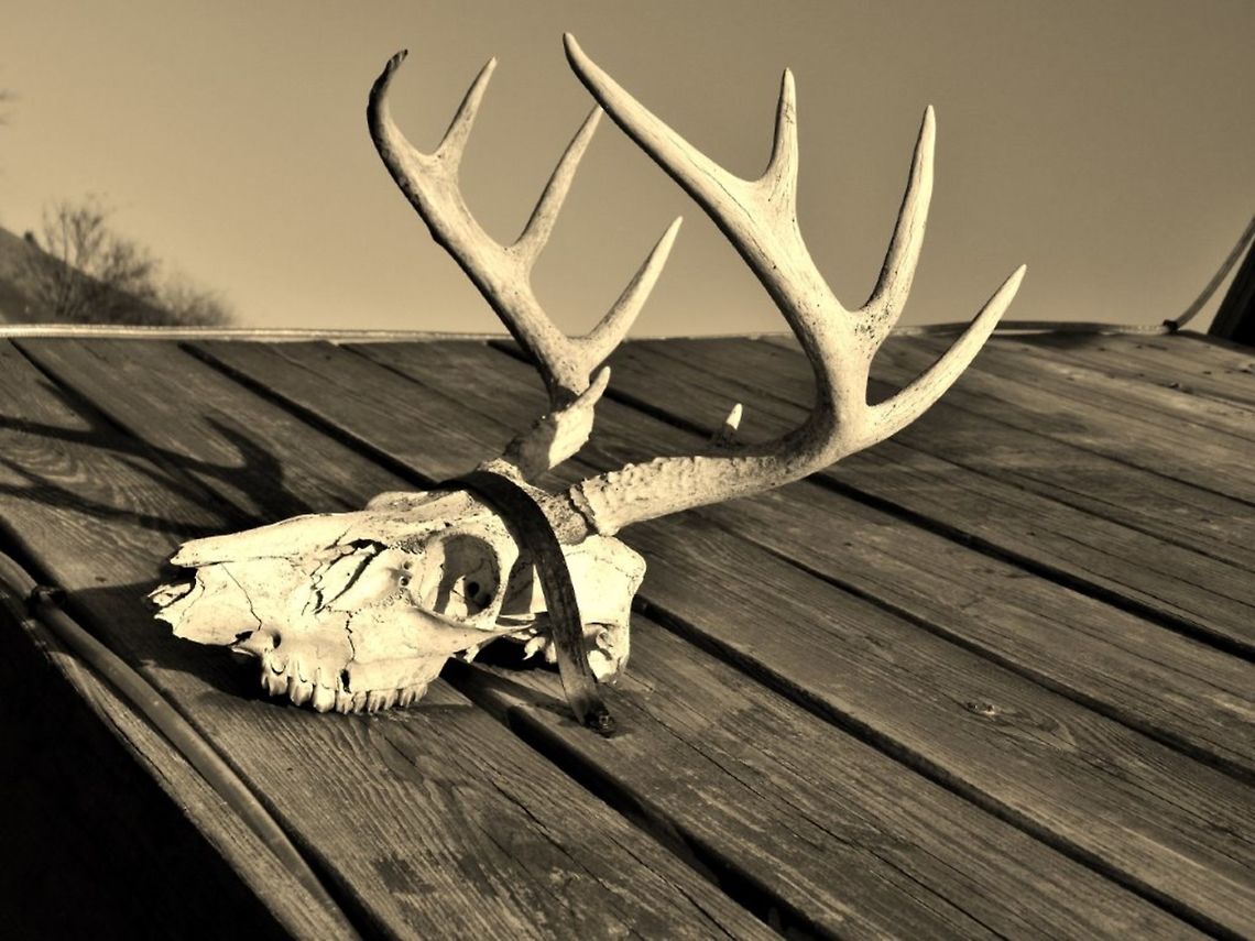 Deer Skull This is the skull of a white tailed deer found in Missouri of the USA. Odocoileus virginianus,White tailed deer,White-tailed Deer,bones,dead,deer,mammal,skull
