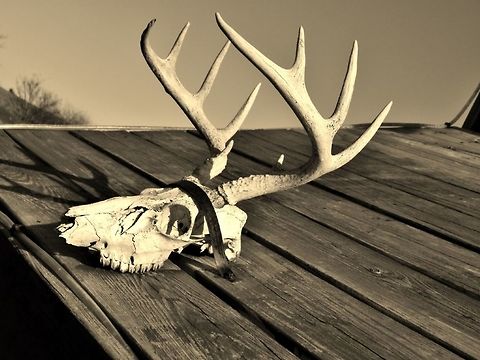 Deer Skull This is the skull of a white tailed deer found in Missouri of the USA. Odocoileus virginianus,White tailed deer,White-tailed Deer,bones,dead,deer,mammal,skull