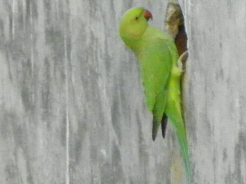 Psittacula Krameri Psittacula Krameri Psittacula krameri,Rose-ringed Parakeet