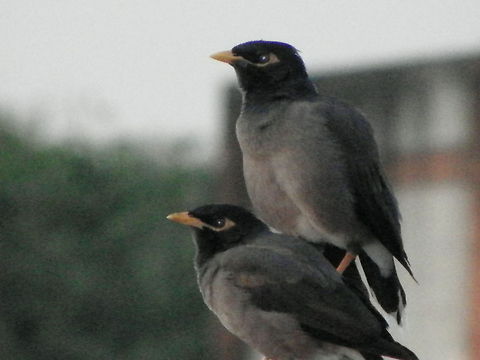 common myna common myna Acridotheres tristis,Birds,Common Myna,India,common myna