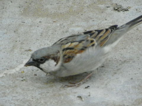 sparrow this spices of sparrow  seen only in villages of india Sparrow,birds,india