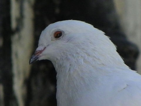White Pigeon closeup White Pigeon closeup Pigeons,birds